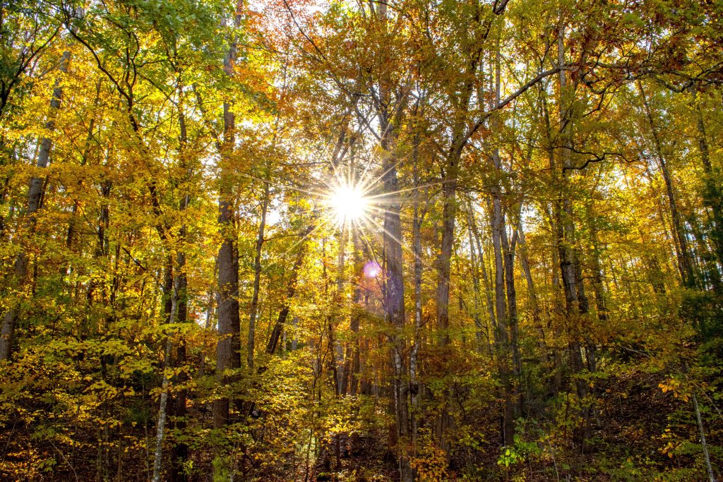 Sunshine through the woods